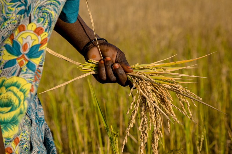 Africa's Rising Tide of Hunger: Urgent Calls for Action at UN Food Systems Summit