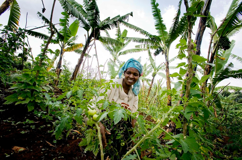 Transforming Africa’s Food Systems: Insights from the 2023 Africa Food Systems Forum